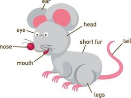 illustration av råttans ordförråd del av kroppen. vektor