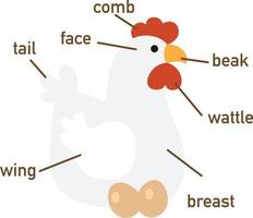illustration av kyckling vokabulär del av kroppen. vektor