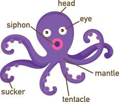 illustration av bläckfisk ordförråd del av kroppen. vektor