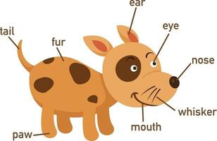 illustration av hundens ordförråd del av kroppen. vektor