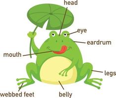 Illustration des Frosch-Vokabulars Teil von body.vector vektor