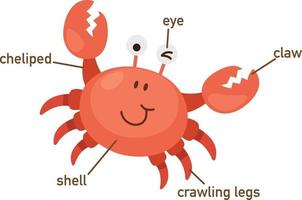 illustration av krabba ordförråd del av kroppen. vektor