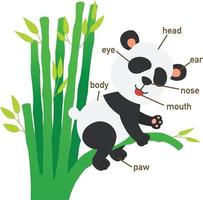 Illustration des Panda-Wortschatzes von body.vectorv vektor