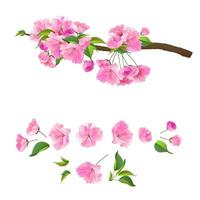 vektor grafik av sakura på en vit bakgrund. realistisk illustration av rosa blommor. en bild av de tre grenar av de körsbär blommar.