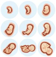 Eine Reihe von Embryo-Entwicklungen vektor