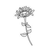 hand dragen blomma daisy. vektor översikt skiss. linje konst klotter isolerat på vit bakgrund