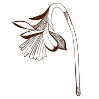 Vektor Illustration. Narzisse Blume gezeichnet auf ein Tablette im dunkel braun auf ein Weiß Hintergrund. zum das Design von Postkarten, Einladungen, zum das Design von Hochzeiten und Feierlichkeiten, zum Drucken.