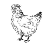 sussex kyckling eller höna sida se teckning vektor