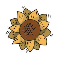 Herbst Sonnenblume. süß gemütlich Sonnenblume zum Sommer- uff fallen Designs vektor