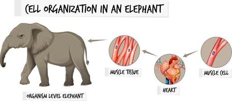 diagram som visar cellorganisation i en elefant vektor