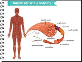 menschliche Muskelanatomie mit Körperanatomie vektor