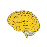 Mensch Gehirn. ein Gelb Gehirn auf ein Weiß Hintergrund. Vektor Hand gezeichnet Illustration im Gekritzel Stil.