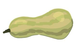 ClipArt av zucchini. klotter av höst jordbruks skörda. tecknad serie vektor illustration isolerat på vit bakgrund.