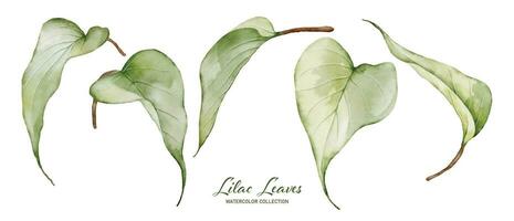 einstellen von Aquarell lila Blätter Elemente vektor