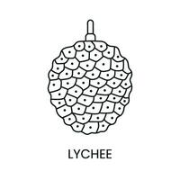 litchi linje ikon i vektor, frukt illustration. vektor