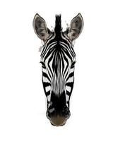 Zebrakopfporträt von einem Spritzer Aquarell, farbige Zeichnung, realistisch. Vektorillustration von Farben