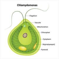 Chlamydomonas Wissenschaft Vektor Design Illustration