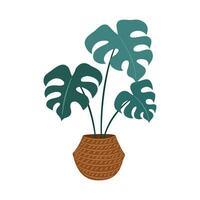 Hand gezeichnet Monstera Pflanze im ein Topf. Innen- Dekorationen. modisch tropisch botanisch Illustration. eben minimalistisch Design. Pflanze Liebhaber Design. vektor