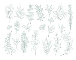 linje konst eukalyptus grenar och löv uppsättning. exotisk blommig illustration isolerat på vit bakgrund. hand dragen blommig ClipArt. botanisk ritningar. vektor