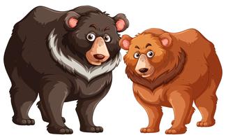Svarta och bruna björnar vektor