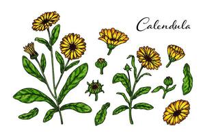 uppsättning av hand dragen calendula blommande växter isolerat på vit bakgrund. vektor illustration i färgad skiss stil. botanisk design element