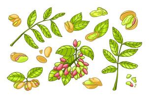 pistasch växt träd uppsättning. friska nötter. botanisk vektor illustration i ljus hand teckning stil. rå skal, blad, utsäde, gren, nötskal. vegetarian diet organisk mat element. salt skalad mellanmål.