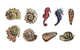 Muscheln, Ammonit, Seepferdchen, Wellhornschnecke Farbe Vektor Satz. Hand gezeichnet skizzieren Illustration. Sammlung von realistisch Skizzen von verschiedene Ozean Kreaturen isoliert auf Weiß Hintergrund.