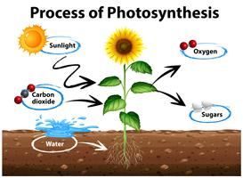 Diagramm, das Sonnenblume und Prozess der Photosynthese zeigt vektor