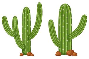 Zwei Kaktuspflanzen auf weißem Hintergrund vektor