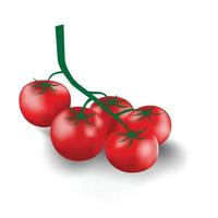 Sammlung eines Zweigs frischer roter Tomaten vom Bio-Bauernhof. vektor