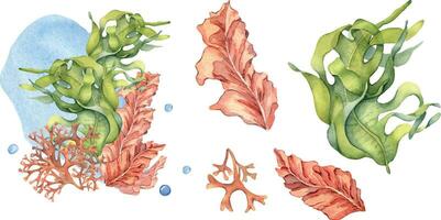 uppsättning av grön, rosa hav växter vattenfärg illustration isolerat på vit. laminaria, brun kelp, röd tång hand ritade. design element för paket, märka, reklam, omslag, marin samling vektor