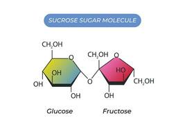 Saccharose Zucker Molekül. Glucose und Fruktose vektor