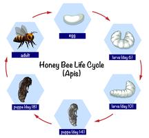 Lebenszyklus der Honigbiene vektor