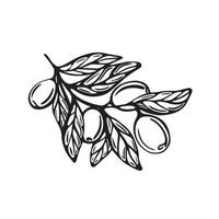 gren med oliver. vektor illustration