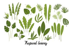 Vektorsatz abstrakte tropische Blätter. vektor