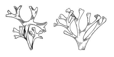 hav växt rhodymenia bläck hand dragen illustration isolerat på vit bakgrund. palmata tång, röd dulse svart vit linje vektor. design element för paket, märka, omslag, marin samling. vektor