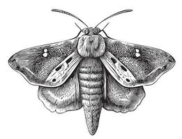 fjäril insekt hand dragen skiss i klotter stil vektor illustration