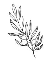 botanisch Linie Illustration von Olive Blätter, Ast zum Hochzeit Einladung und Karten, Logo Design, Netz, Sozial Medien und Plakate Vorlage. elegant minimal Stil Blumen- Vektor isoliert.