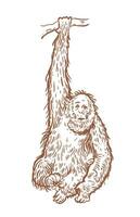 ein Affe hängt auf ein Ast. Vektor Illustration im das bilden von ein skizzieren