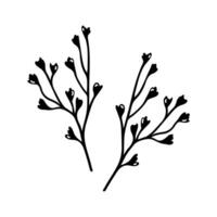 Gypsophila Geäst Vektor Symbol. Babys Atem Blumen isoliert auf Weiß. schön Jahrgang Pflanze zum ein Hochzeit, ein Datum. Hand gezeichnet Kraut. schwarz Silhouette, Gekritzel. botanisch Clip Art zum Karten, drucken