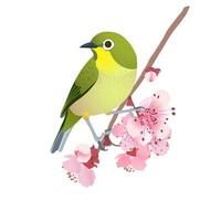japanisch Nachtigall auf ein Ast von Kirsche blüht. Hanami im Japan. Rosa Sakura und uguisu. Singvogel Symbol von Frühling und Liebe isoliert auf ein Weiß Hintergrund. Vektor Illustration.