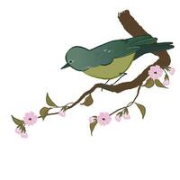 illustration av japansk näktergal och sakura gren isolerat på vit bakgrund. vektor grafisk av fåglar och rosa blomma.