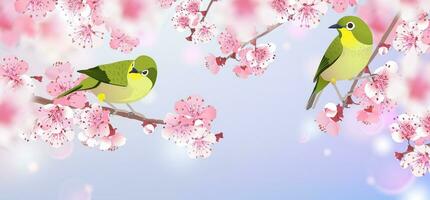 japansk näktergal på en gren av körsbär blommar. hanami i japan. rosa sakura och uguisu. en par av sångfåglar i kärlek. vektor