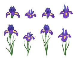 blommor iris. ljusa vår- och sommarväxter med gröna blad vektor