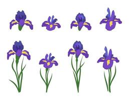 Blumen Iris. helle Frühlings- und Sommerpflanzen mit grünen Blättern vektor