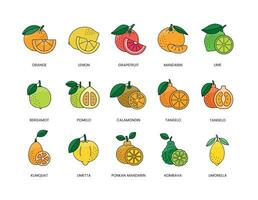 Zitrusfrüchte Früchte Essen Allergene, Illustration einstellen im Farbe Vektor, Zitrone und orange, Grapefruit und Mandarin, Limette und Bergamotte, Pampelmuse und Calamondin, Tangelo und Kumquat, Ponkan und Limette, kombava vektor
