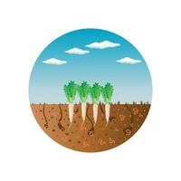 Regenwürmer im Garten Boden. Boden weggeschnitten mit Regenwürmer und Rettich.Luft und Wasser Passage im Boden erstellt durch Regenwürmer.Bio Gemüse Konzept. vektor