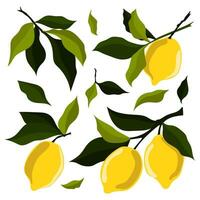 einstellen von Vektor Abbildungen mit reif Gelb Zitronen und Blätter