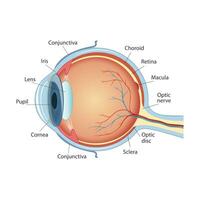 anatomisch Diagramm von das Mensch Auge. Kreuz Sektion von ein Sinn Organ mit alle das wichtig Komponenten eine solche wie das Linse, Schüler, Auge Kammer, Retina, Optik Nerv, und Iris Haut vektor