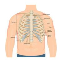 Knochen von das Mensch Brust. Knochen von das Truhe mit das Name und Beschreibung von alle Bereiche. intern Sicht. Mensch Anatomie. Skelett- System zum ein Medizin Poster vektor